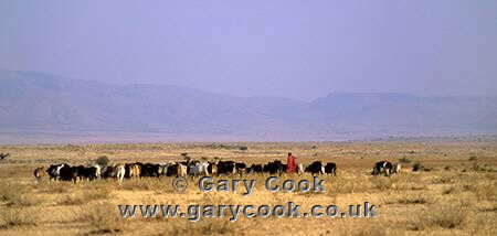 Maasai herding cattle, Tanzania