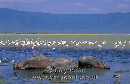 Hippos and Greater Flamingoes, Ngorongoro Crater, Tanzania