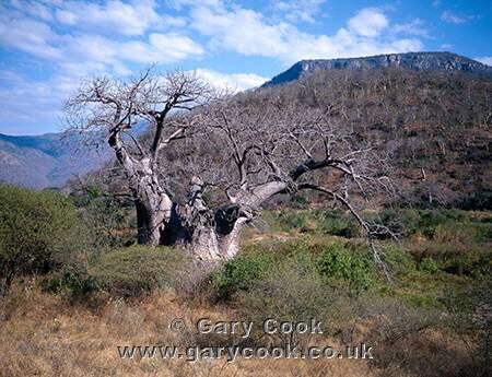 Baobab tree, Baobab valley, southern Tanzania