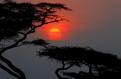 Sunrise over acacia tree, Serengeti National Park, Tanzania