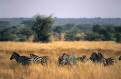 Grants Zebra, Serengeti National Park, Tanzania