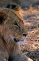 Young male lion, Serengeti National Park, Tanzania