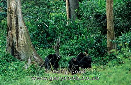 Chimpanzees, Ngamba Island Sanctuary, Uganda