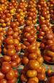 Tomatoes for sale, Jinja market, Uganda