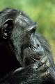 Chimpanzee, Ngamba Island Sanctuary, Uganda