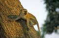 Vervet Monkey, near South Lunagwa National Park, Zambia