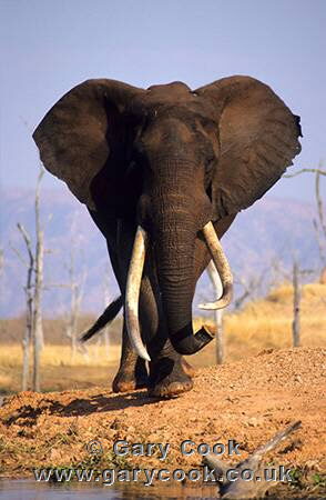 Elephant, Matusandona National Park, Lake Kariba, Zimbabwe