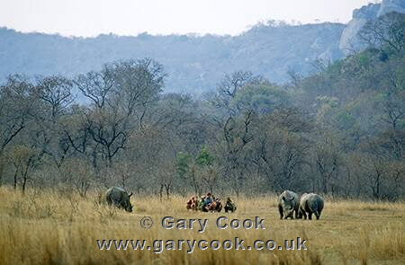 Walking Safari with White Rhino, Matopos National Park, Zimbabwe