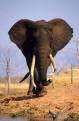 Elephant, Matusandona National Park, Lake Kariba, Zimbabwe