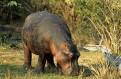 Hippo, Matusadona National Park, Lake Kariba, Zimbabwe