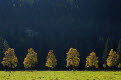 Avenue of trees in autumn, backlit, near Fussen, Bavaria, Germany