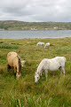 Connemara Ponies, County Galway, Ireland