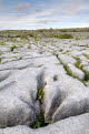 Limestone pavement, The Burren, County Clare, Ireland