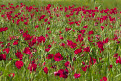 Poppy field near Torrenieri, Tuscany, Italy