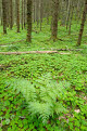 Pine forest, near Ligatne, Gauja National Park, Latvia