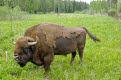 European Bison at Ligatne Nature rail, Gauja National Park, Latvia