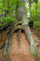 Tree growing out of the red sandstone typical of the region, Gauja National Park, Latvia