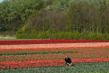 Working in the tulip bulb fields, near Noordwijk, Holland, The Netherlands