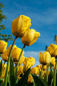 Yellow tulips, Keukenhof Gardens, near Lisse, Holland, Netherlands