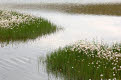 Detail of cotton grass, Mageroya Mahkaravju island, Norway