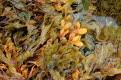 Seaweed, Lofoten Islands, Norway
