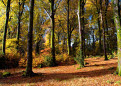 Autumn trees, Shambellie Forest, near New Abbey, Dumfries and Galloway, Scotland