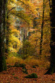 Autumn trees, Shambellie Forest, near New Abbey, Dumfries and Galloway, Scotland