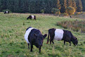 Belted Galloway cattle, Dumfries and Galloway, Scotland
