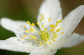 Wood Anemone, anemone nemorosa
