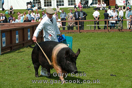 Hampshire Pig, Great Yorkshire Show, Harrogate, North Yorkshire, England