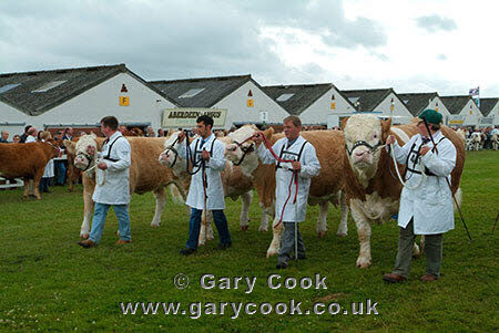 British Simmental Cattle, Great Yorkshire Show, Harrogate, North Yorkshire, England