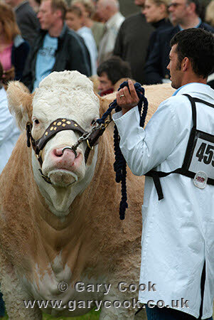British Simmental Cattle, Great Yorkshire Show, Harrogate, North Yorkshire, England