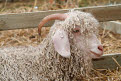 Angora Goat, Great Yorkshire Show, Harrogate, North Yorkshire, England