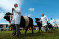 Belted Galloway Cattle, Great Yorkshire Show, Harrogate, North Yorkshire, England
