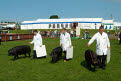 Large Black Pigs, Great Yorkshire Show, Harrogate, North Yorkshire, England