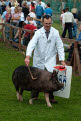 Berkshire pig having won first prize at the Great Yorkshire Show, July 2004