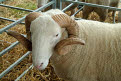 Whitefaced Woodland Sheep, Great Yorkshire Show, Harrogate, North Yorkshire, England
