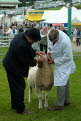 Judging of Whitefaced Woodland Sheep Rams (Tups), Great Yorkshire Show, Harrogate, North Yorkshire, England