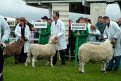 Parade of best tup (ram) of each breed, Great Yorkshire Show, July 2004