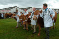 South Devon Cattle, Great Yorkshire Show, Harrogate, North Yorkshire, England