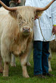 Highland Cattle, Great Yorkshire Show, Harrogate, North Yorkshire, England