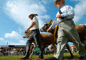 Jersey Cattle, Great Yorkshire Show, Harrogate, North Yorkshire, England