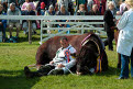 Champion takes a rest after a long day in the ring, Lincoln Red Cattle, Great Yorkshire Show