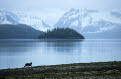 Wolf at Skidmore Bay, Glacier Bay National Park, Alaska