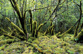 Moss covered trees, temperate rainforest, Glacier Bay National Park, Alaska