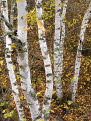 Birch and aspen woodland, Boundary Waters Canoe Area Wilderness, Superior National Forest, Minnesota, USA