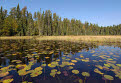 Water lilies on Frost River, Boundary Waters Canoe Area Wilderness, Superior National Forest, Minnesota, USA