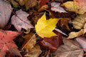 Autumn Maple leaves, Boundary Waters Canoe Area Wilderness, Superior National Forest, Minnesota, USA