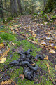 Wolf scat marks the trail between Adams Lake and Beaver Lake, Boundary Waters Canoe Area Wilderness, Superior National Forest, Minnesota, USA