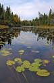 Water lilies on Kawishiwi River, Boundary Waters Canoe Area Wilderness, Superior National Forest, Minnesota, USA